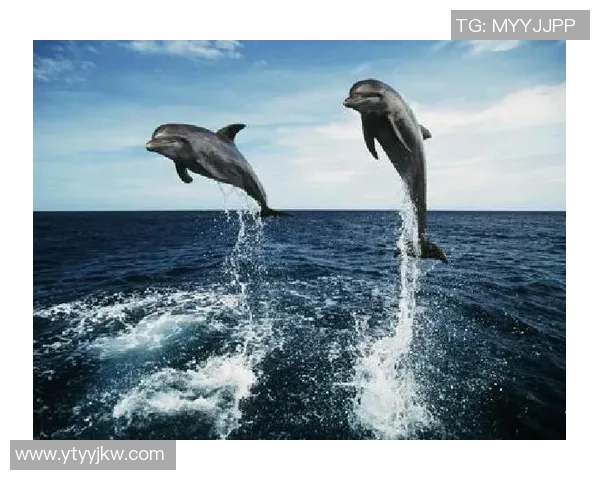 海豚过人足球的奇妙世界探索与技巧分享